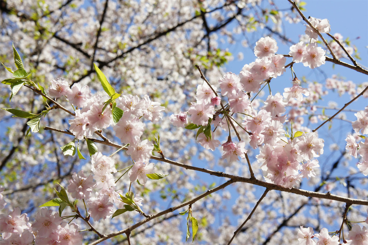 2011年4月13日　靖国神社　桜