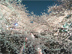 2008年3月　桜　東京　中目黒　目黒川