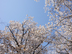 2011年4月　桜　東京　靖国神社　その４